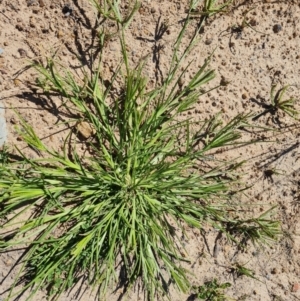 Eleusine indica at Phillip, ACT - 22 Feb 2024