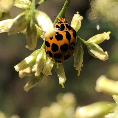 Harmonia conformis (Common Spotted Ladybird) at Farrer Ridge - 22 Feb 2024 by melchapman