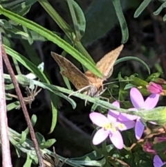 Scopula rubraria (Reddish Wave, Plantain Moth) at Farrer Ridge - 22 Feb 2024 by melchapman