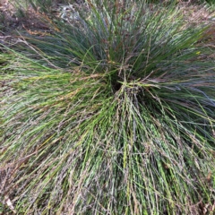 Lepidosperma laterale (Variable Sword Sedge) at Mount Majura - 21 Feb 2024 by abread111