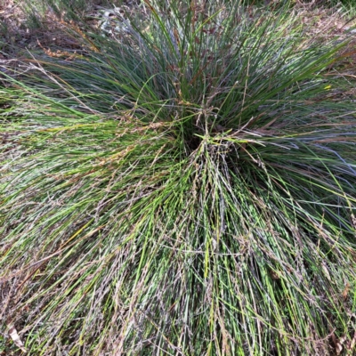 Lepidosperma laterale (Variable Sword Sedge) at Mount Majura - 21 Feb 2024 by abread111