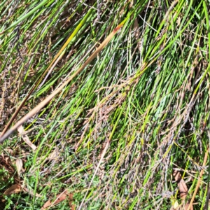 Lepidosperma laterale at Mount Majura - 21 Feb 2024