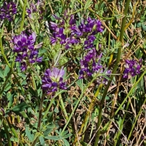 Medicago sativa at Mawson Ponds - 22 Feb 2024 11:34 AM