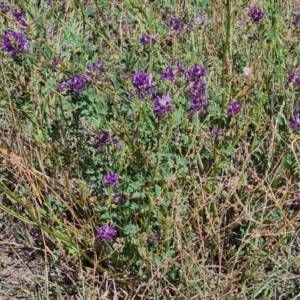 Medicago sativa at Mawson Ponds - 22 Feb 2024 11:34 AM