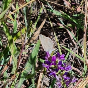 Zizina otis at Mawson Ponds - 22 Feb 2024