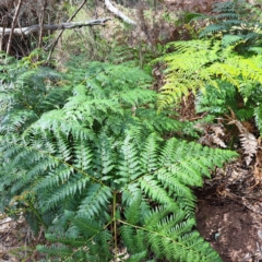 Pteridium esculentum (Bracken) at Watson, ACT - 21 Feb 2024 by abread111