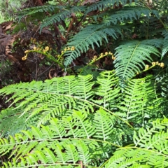 Pteridium esculentum at Mount Majura - 21 Feb 2024