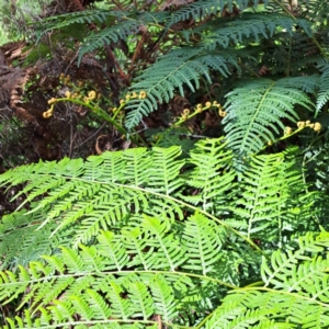 Pteridium esculentum at Mount Majura - 21 Feb 2024