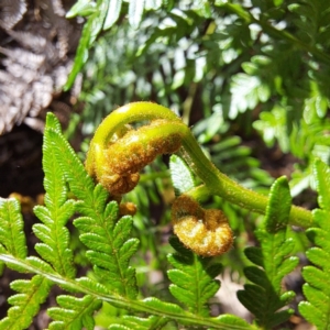 Pteridium esculentum at Mount Majura - 21 Feb 2024