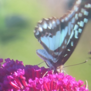 Graphium eurypylus at QPRC LGA - 22 Feb 2024