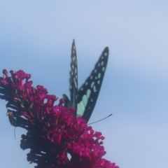 Graphium eurypylus at QPRC LGA - 22 Feb 2024 04:33 PM