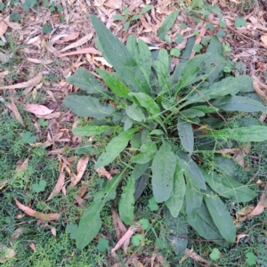 Cynoglossum australe at Mount Majura - 21 Feb 2024