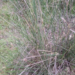 Carex tereticaulis at Mount Majura - 1 Mar 2024 11:04 AM