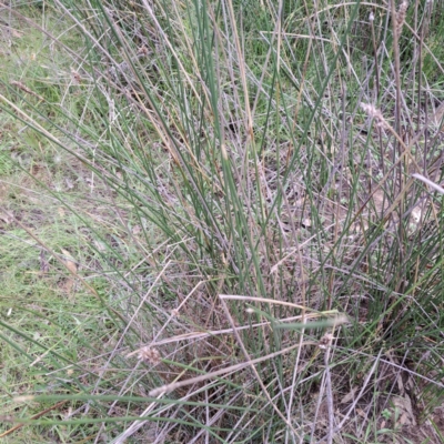 Carex tereticaulis (Poongort) at Mount Majura - 1 Mar 2024 by abread111