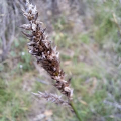 Carex tereticaulis at Mount Majura - 1 Mar 2024 11:04 AM