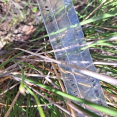 Carex tereticaulis at Mount Majura - 1 Mar 2024 11:04 AM