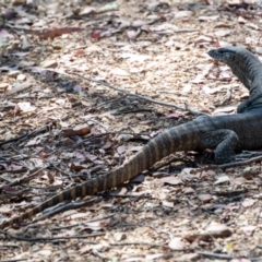 Varanus rosenbergi (Heath or Rosenberg's Monitor) at Namadgi National Park - 22 Feb 2024 by Jek