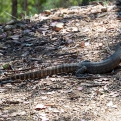 Varanus rosenbergi at Namadgi National Park - 22 Feb 2024