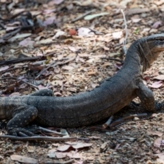 Varanus rosenbergi at Namadgi National Park - 22 Feb 2024