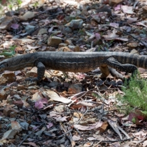 Varanus rosenbergi at Namadgi National Park - 22 Feb 2024