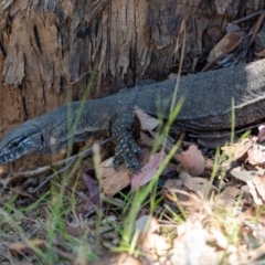 Varanus rosenbergi at Namadgi National Park - 22 Feb 2024