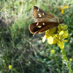 Dispar compacta (Barred Skipper) at Mount Majura - 21 Feb 2024 by abread111