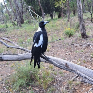 Gymnorhina tibicen at Mount Majura - 21 Feb 2024