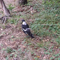 Gymnorhina tibicen at Mount Majura - 21 Feb 2024