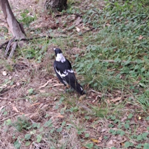 Gymnorhina tibicen at Mount Majura - 21 Feb 2024