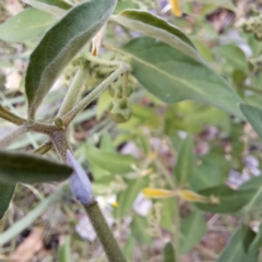 Anzora unicolor at Mount Majura - 21 Feb 2024