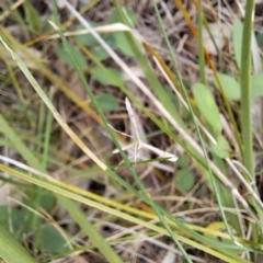 Platyptilia celidotus (Plume Moth) at Watson, ACT - 21 Feb 2024 by abread111