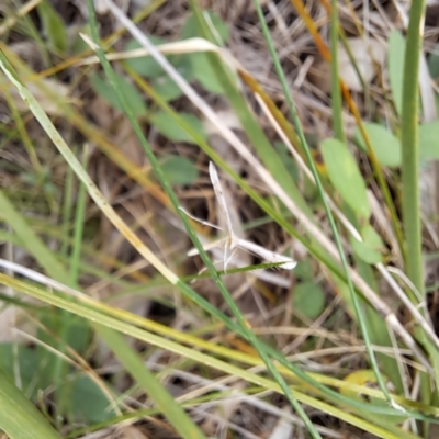 Platyptilia celidotus (Plume Moth) at Watson, ACT - 21 Feb 2024 by abread111