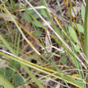 Platyptilia celidotus at Mount Majura - 21 Feb 2024 04:39 PM