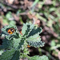 Agonoscelis rutila (Horehound bug) at Mount Majura - 21 Feb 2024 by abread111