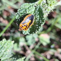 Agonoscelis rutila at Mount Majura - 21 Feb 2024