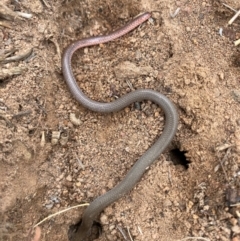 Aprasia parapulchella (Pink-tailed Worm-lizard) at Denman Prospect, ACT - 20 Feb 2024 by nic.jario
