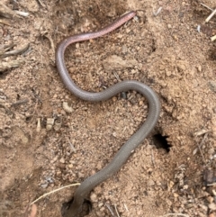 Aprasia parapulchella (Pink-tailed Worm-lizard) at Molonglo River Reserve - 21 Feb 2024 by nic.jario