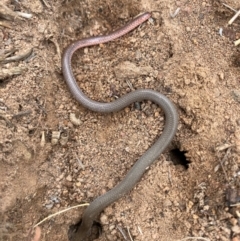 Aprasia parapulchella (Pink-tailed Worm-lizard) at Block 402 - 20 Feb 2024 by nic.jario