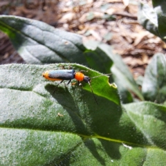 Chauliognathus tricolor at Mount Majura - 21 Feb 2024