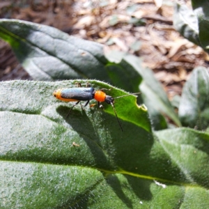 Chauliognathus tricolor at Mount Majura - 21 Feb 2024