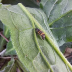 Coccinellidae (family) at Mount Majura - 21 Feb 2024