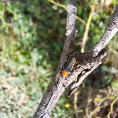 Chauliognathus tricolor (Tricolor soldier beetle) at Watson, ACT - 21 Feb 2024 by abread111