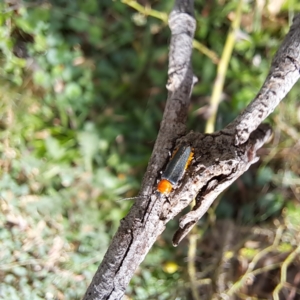 Chauliognathus tricolor at Mount Majura - 21 Feb 2024 03:33 PM