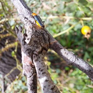 Chauliognathus tricolor at Mount Majura - 21 Feb 2024 03:33 PM