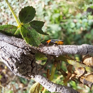 Chauliognathus tricolor at Mount Majura - 21 Feb 2024 03:33 PM