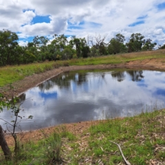 Chenonetta jubata at Mount Majura - 21 Feb 2024 03:30 PM