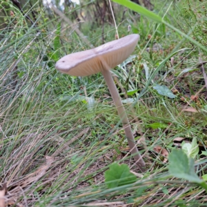 Oudemansiella gigaspora group at Mount Majura - 21 Feb 2024