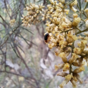 Arsipoda laeviceps at Mount Majura - 21 Feb 2024