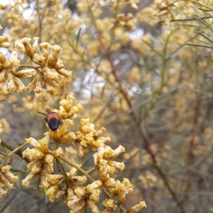 Anilicus xanthomus at Mount Majura - 21 Feb 2024