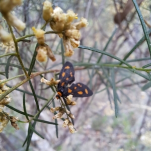 Asura (genus) at Mount Majura - 21 Feb 2024